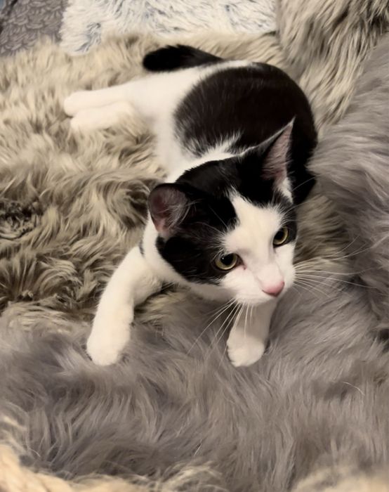 Cudowna kotka Gwiazdka szuka domku