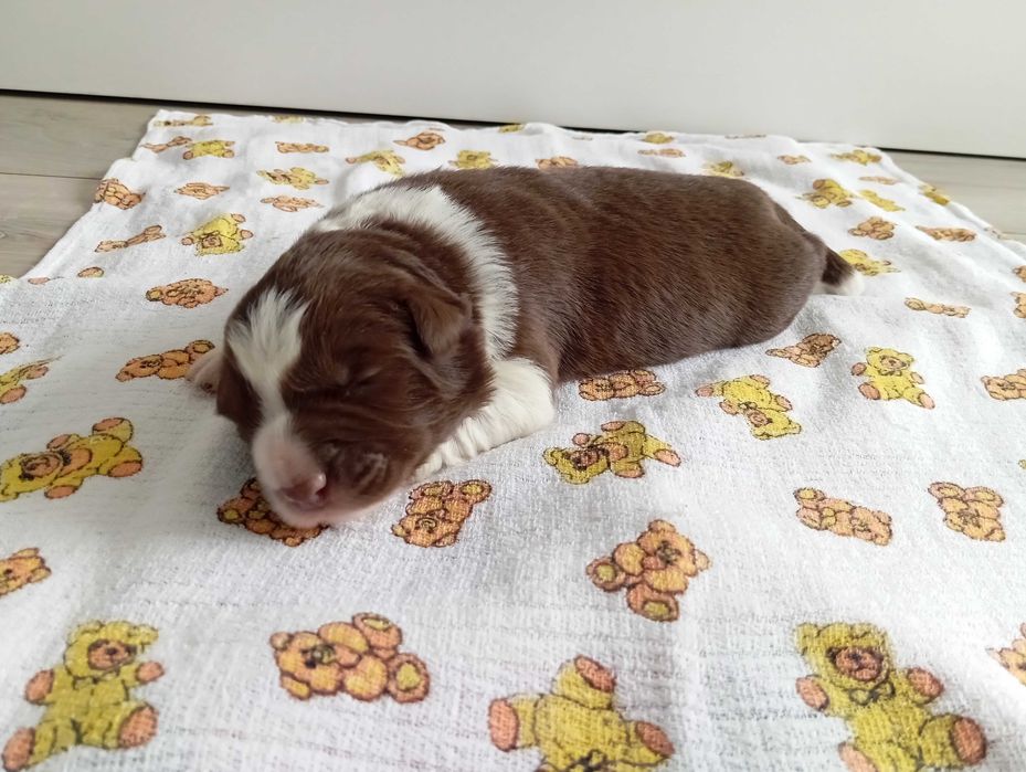 Border Collie z rodowodem