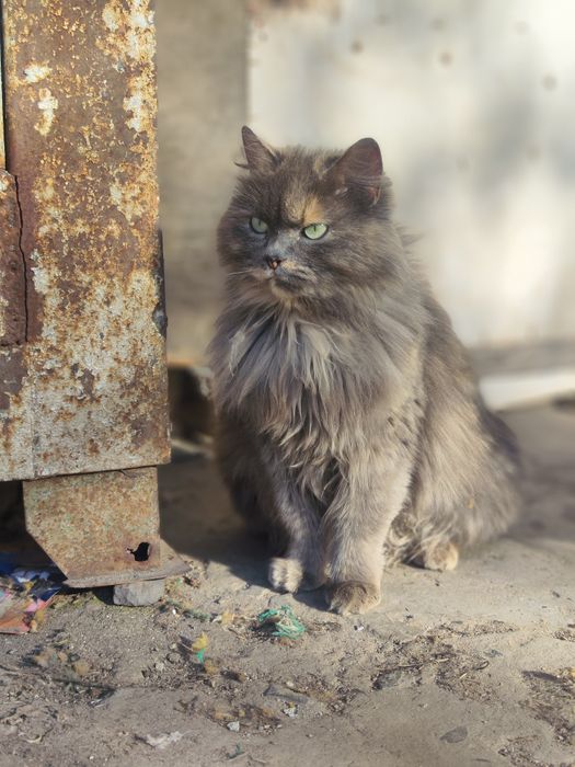 Чудові котики у пошуках найкращих родин.