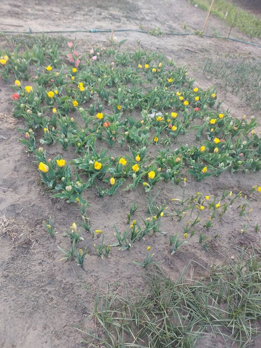 Sprzedam tulipany kwiat z cebulką