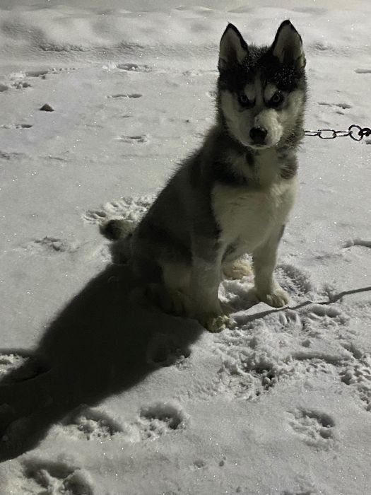 Цуценя Хаскі дівчинка