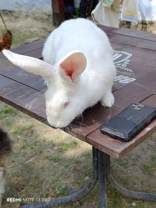 Продам кролів Термонці та Строкачі