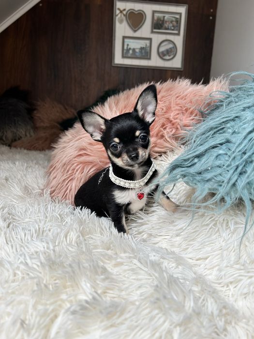 Chihuahua dziewczynka FCI