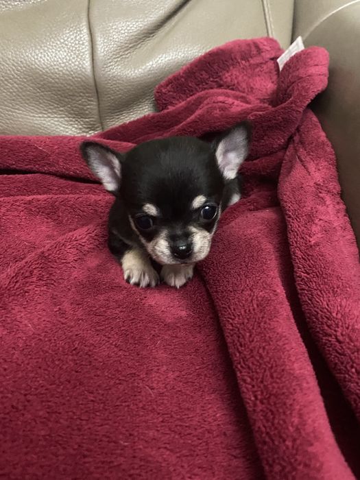 Sympatyczna sunia Chihuahua