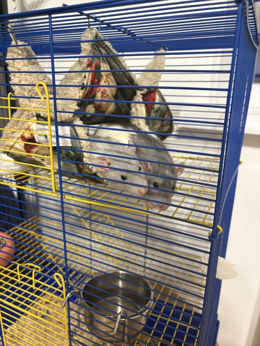 Віддам в хороші руки двух пацюків з кліткою