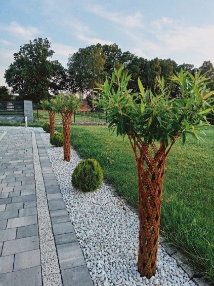 Wierzba pleciona, drzewko ozdobne