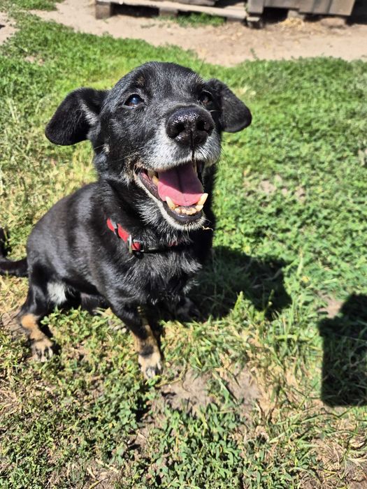 Rafi starszy pies do adopcji