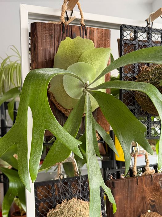 Kolekcjonerskie Platycerium Willinckii na desce – 60 cm