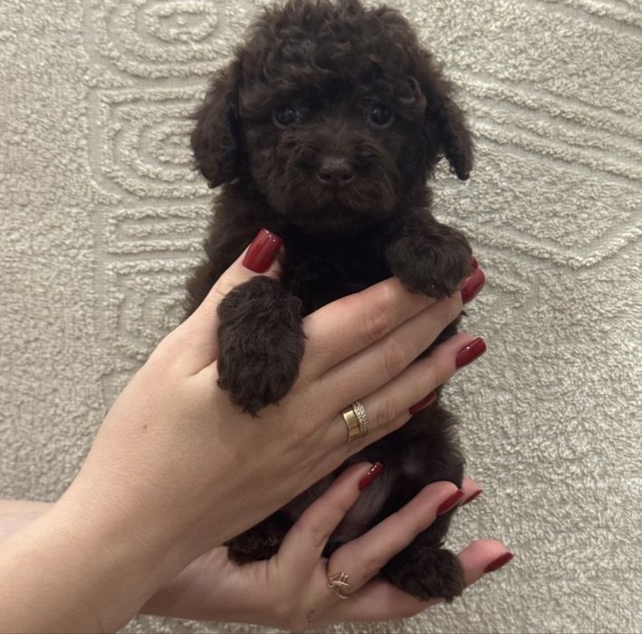 Мініатюрна малеча той пуделя