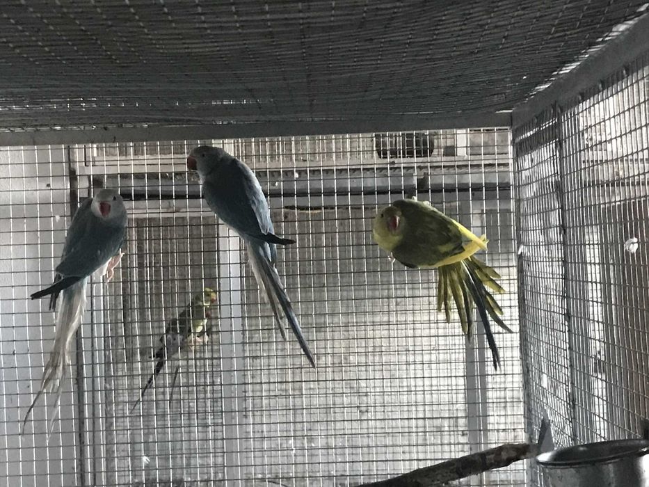 Aleksandrety niebieskie samice G/O do lęgów 2023