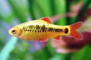 MISIEKZOO Brzanki - Brzanka brokatowa