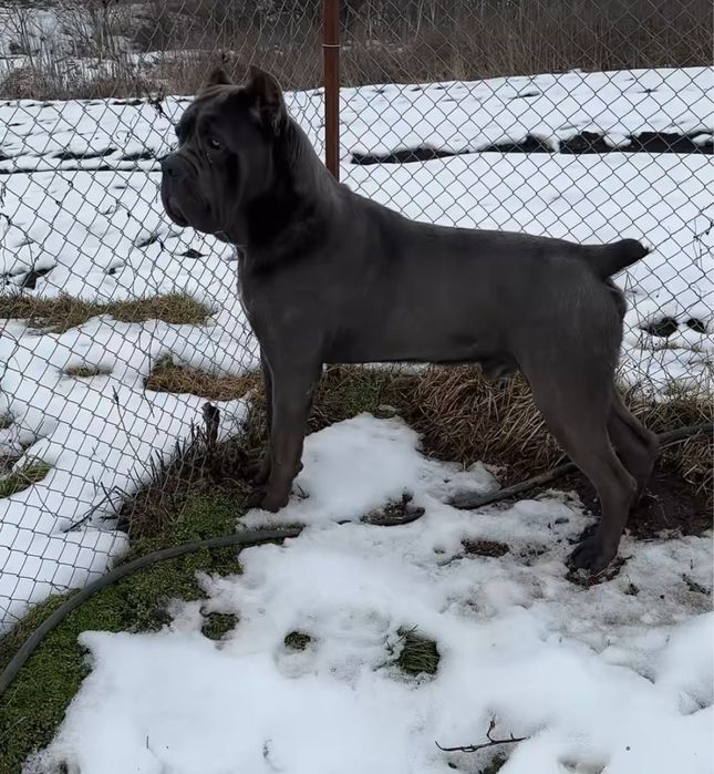 Вʼязка Cane corso Italiano