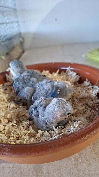 Agapornis roseicollis Bébés