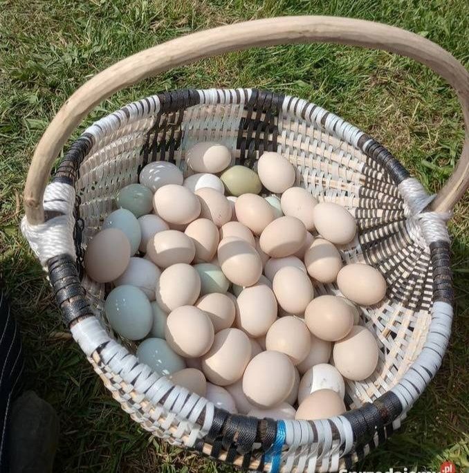 Sprzedam jajka wiejskie