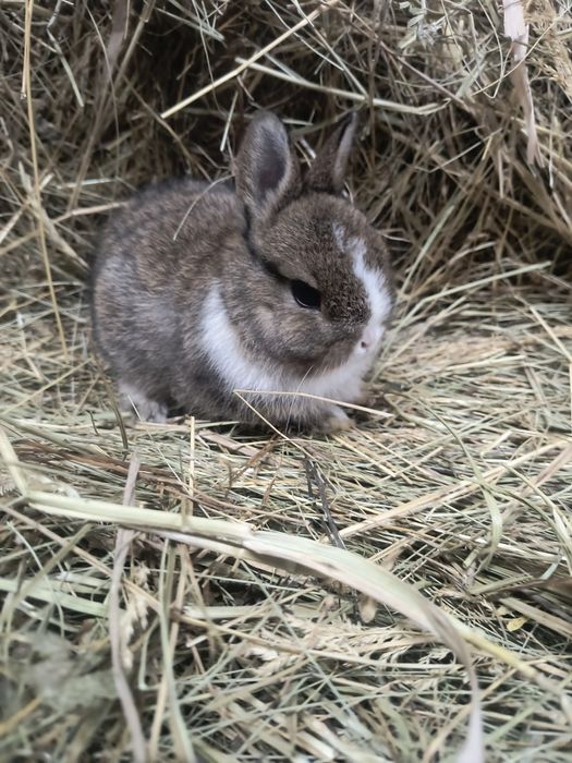 Кролик Мини Нидерландская порода