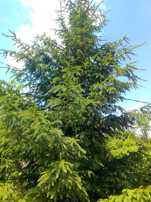 продам Ель сибирскую