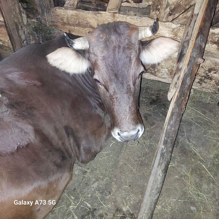 Продам добру корову тільна спокійна мягка...