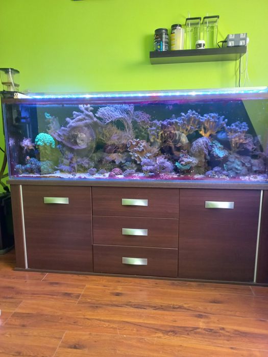 Akwaria morskie z życiem