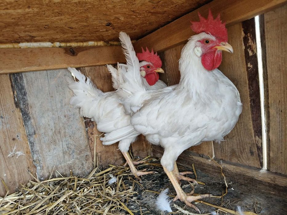 Koguty Leghorn na sprzedaż