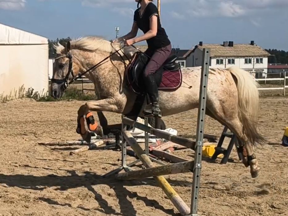 Irlandzki kucyk sportowy