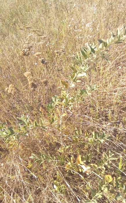 Саженцы лоха серебристого.( Маслины степной)