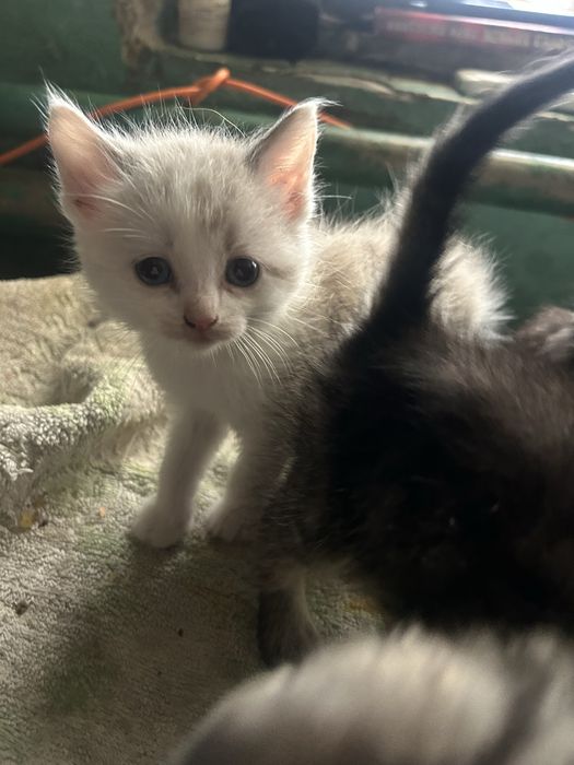 Котята, 2 місяця Віддам в добрі руки