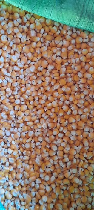 Kukurydza sucha ( czyszczona mielona do gołębi flint )