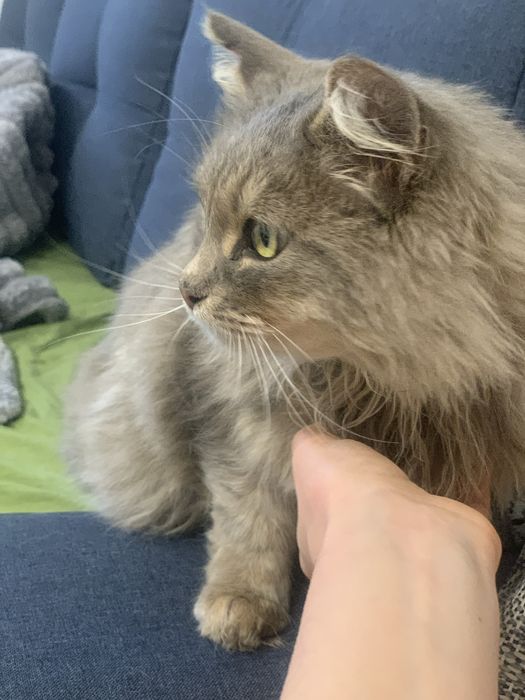 Лагідна пухнаста кішечка (стерилізована) шукає люблячі ручки