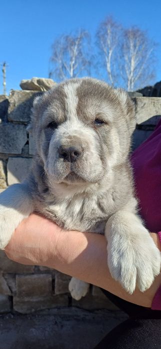 Розплідник Алі Джад пропонує цуценят САВ.Цуценята народилися 19.01.26