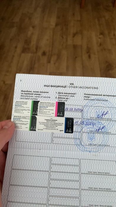 Померанський шпіц хлопчик в'язка