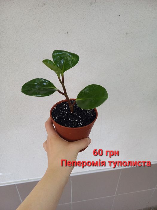 Сингоніум,  каланхое,  пеперомія та інші