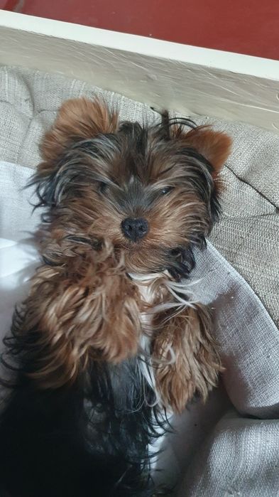 Продам щенка йорка