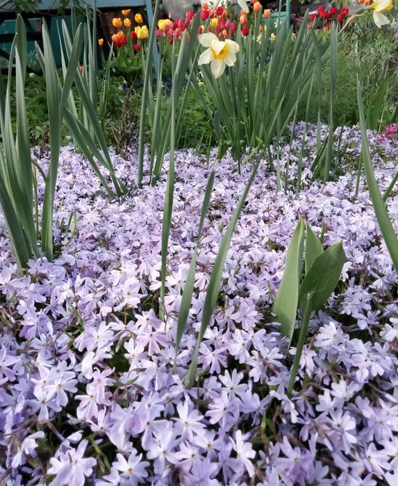 Флоксы, коврик почвопокровный