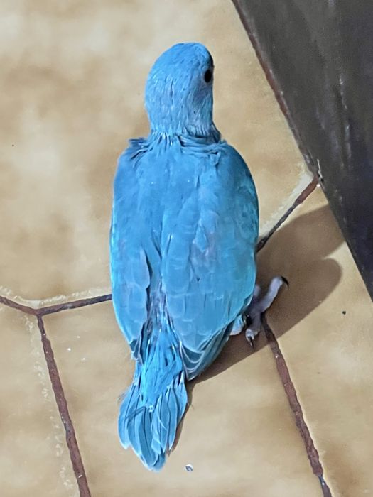 Ring Neck turquesa bebé