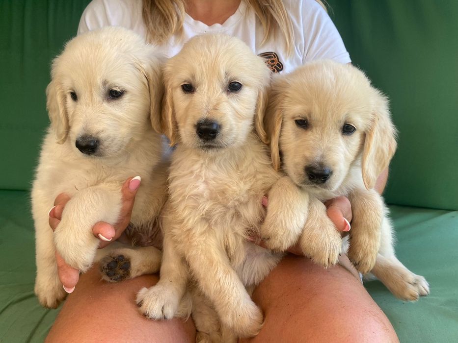 Golden Retriever Szczeniak Możliwy paszport!!!