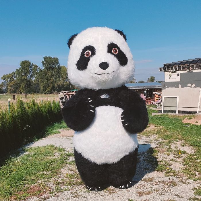 Wynajem dmuchanego stroju   Panda i stitch oraz biały mis