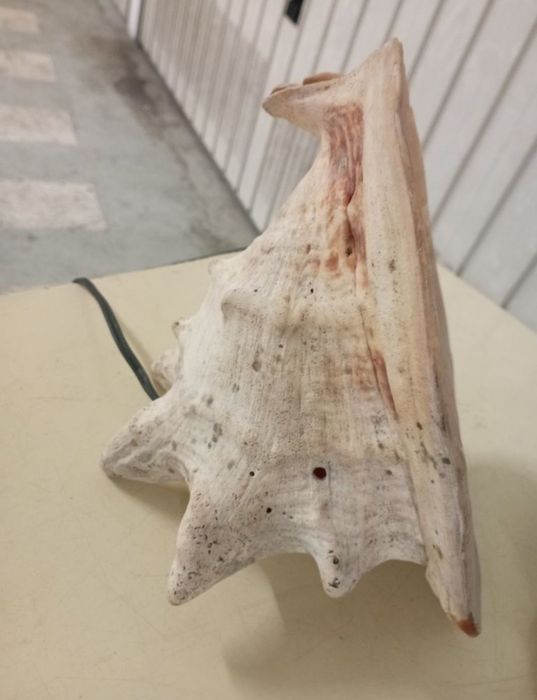 Búzio Grande Antigo Candeeiro