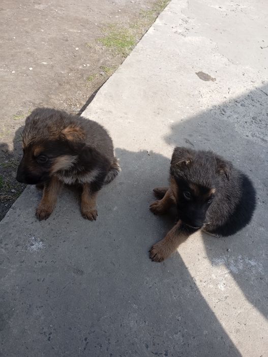 Німецька вівчарка