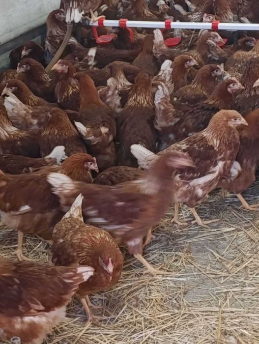 кури несушки та молодки