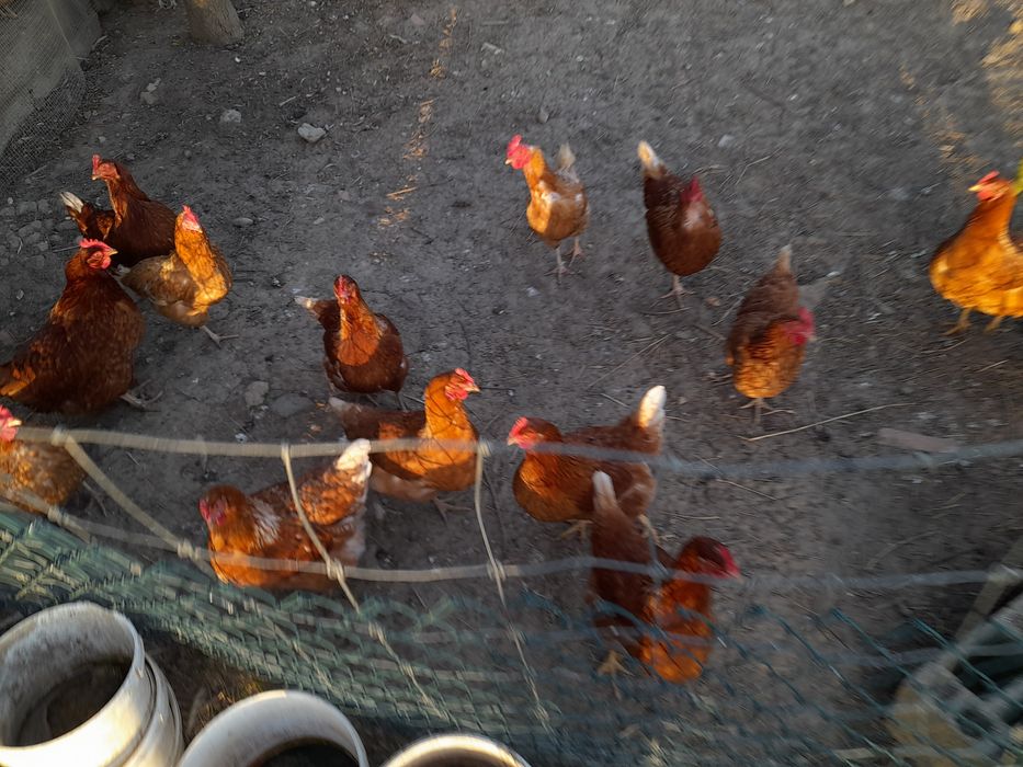 Ovos caseiros biológicos-3,00€ a dúzia'