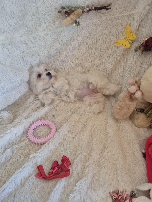 Bichon Maltês Fêmea Criadora Registada PT3088FL