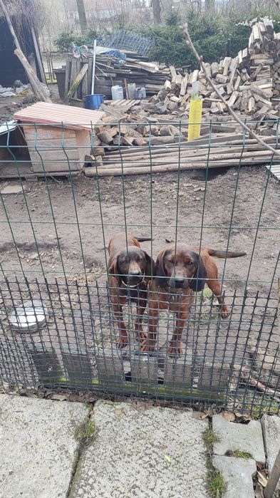 Posokowiec Bawarski pies i suka