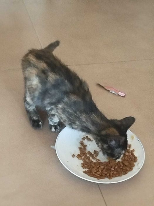 Gatinhos lindos para adoção responsável