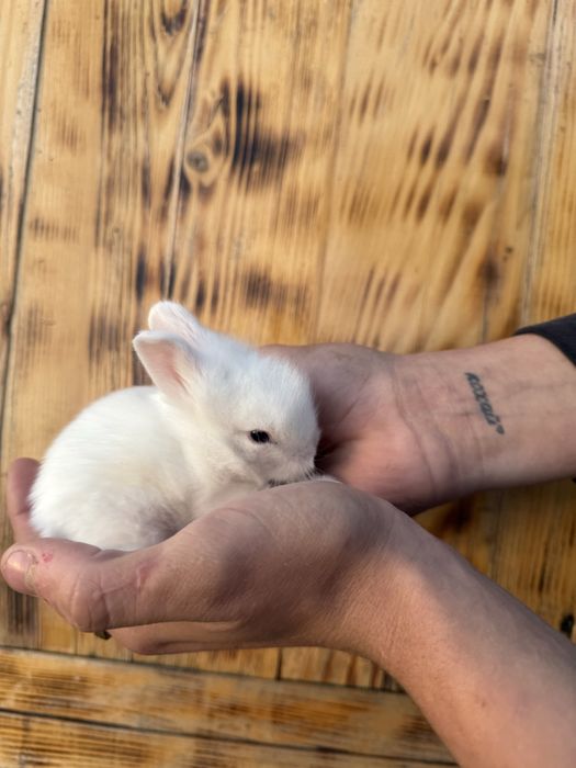 Декоративні кролики