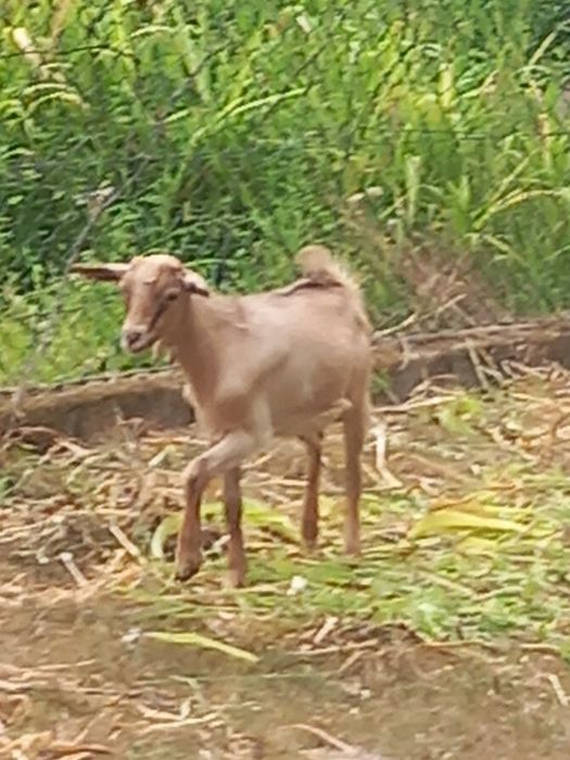 Cabrito macho 3 meses