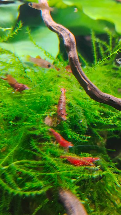 Camarões red cherry