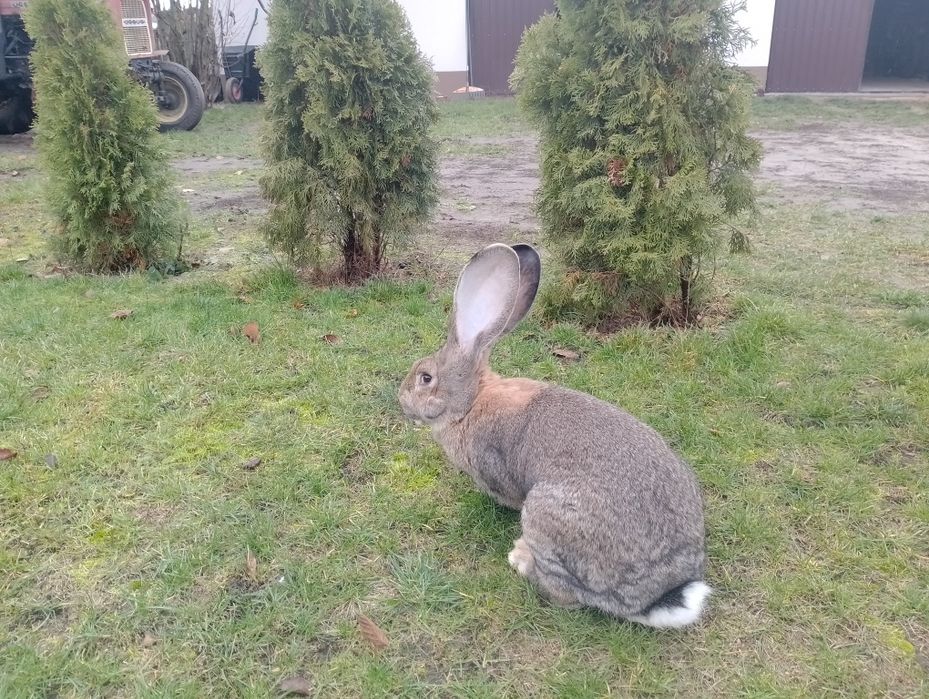 Sprzedam samca i samice  olbrzym belgijski samiec bos
