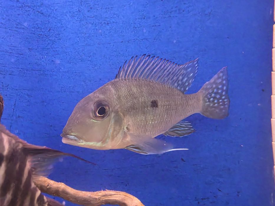 Geophagus Altifrons Selvagem