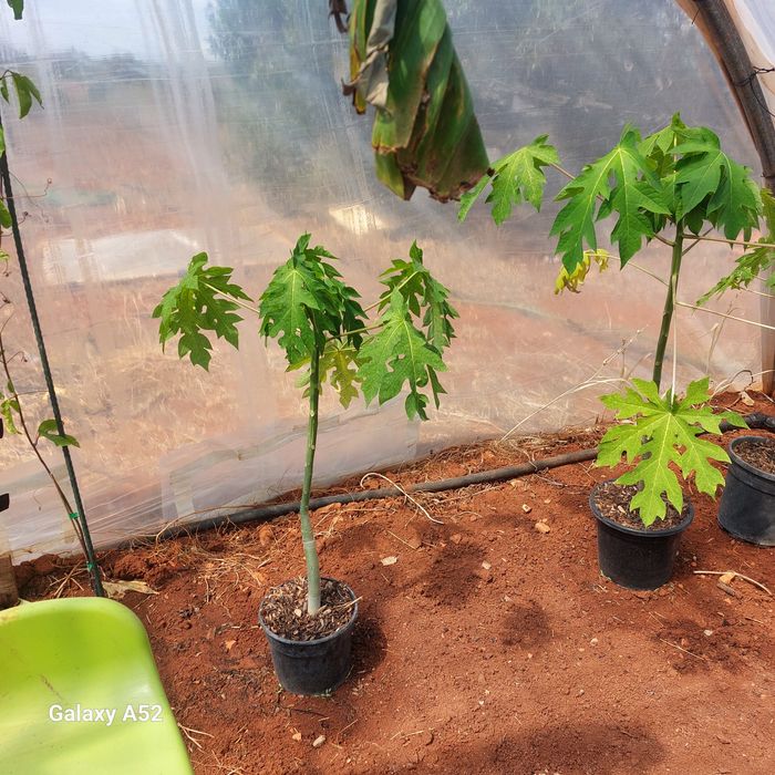 Vendo,Plantas de Papaia, pequenas ,médias e grandes,pode viver no exterior ,preço entre €22  a € 120,posso fazer entrga,se tiver máximo  10km