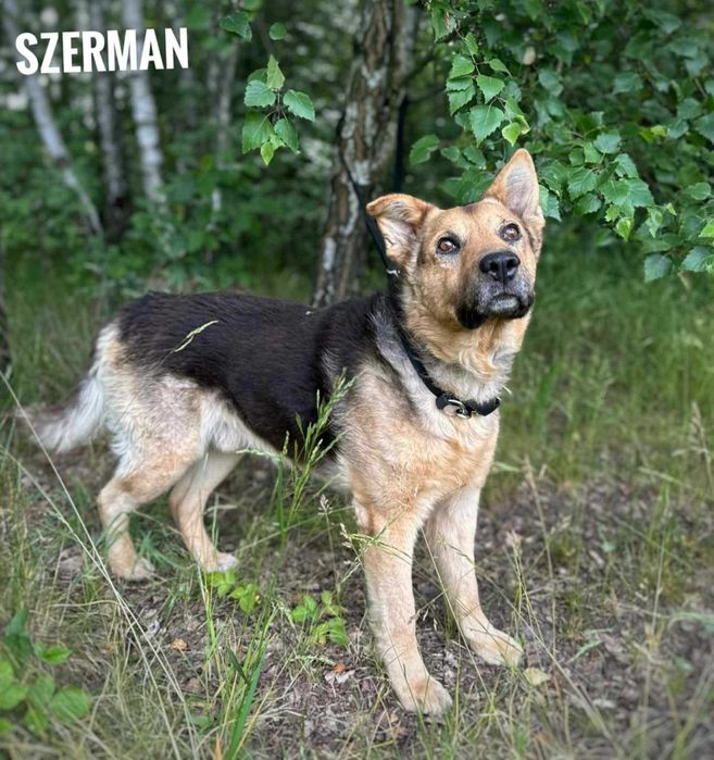 Szerman w typie owczarka niemieckiego do adopcji